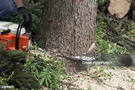 Leaf Removal in North Olmsted, OH